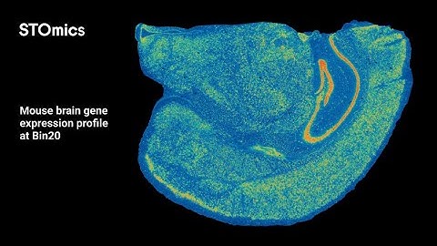 STOmics Stereo-seq V1.3 mIF demo