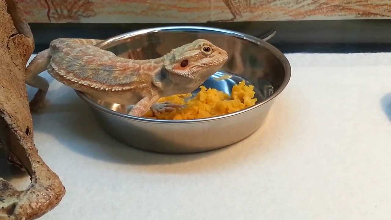 bearded dragons Freddy Eats Butternut Squash