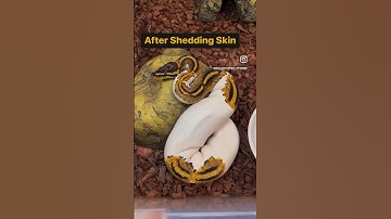 Snake before & after shedding its skin #ballpython #snake #reptiles #pets #animals #shorts #fyp
