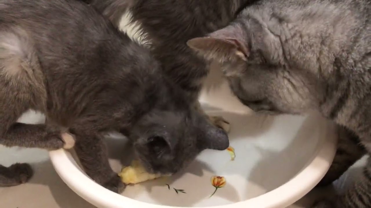  Cat Eating Banana - YouTube 