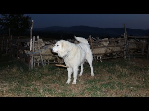 Video: 8 Diferențe între Câini și Lupi