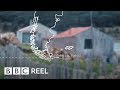 The remote farm at the edge of the world - BBC REEL