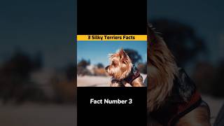 Silky Terriers Facts #youtubeshorts #facts #shorts