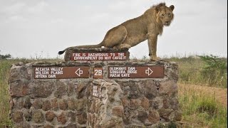 Lions - Mohawk the Lion at Nairobi National Park (HD)