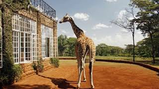 Завтрак с жирафами в отеле Giraffe Manor, Кения.