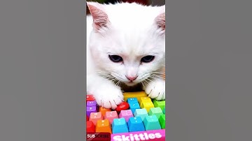 white cat playing keyboard and eating skittles #asmr #satisfying #relaxing #ai #shorts