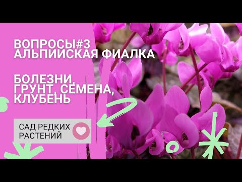 Альпийская фиалка #3