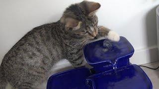 Kitten Receives luxury item  (Miaustore Drinking Fountain Unboxing)