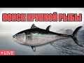 РР4 СТРИМ • ГДЕ ЛУЧШЕ КЛЕВ НА НОРВЕЖСКОМ МОРЕ ?   •  РУССКАЯ РЫБАЛКА 4
