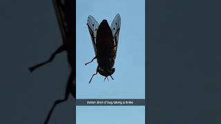 A Fly Peeing !! #nature #bug #interesting #science #trending #foryou