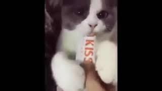 Cats with Half sword sfx