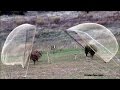 Silvestrismo Captura con red abatible dia 14 nov 2013 mañana y tarde(HD)