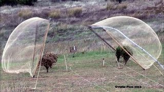 Silvestrismo  Captura con red abatible  mañana y tarde (HD)