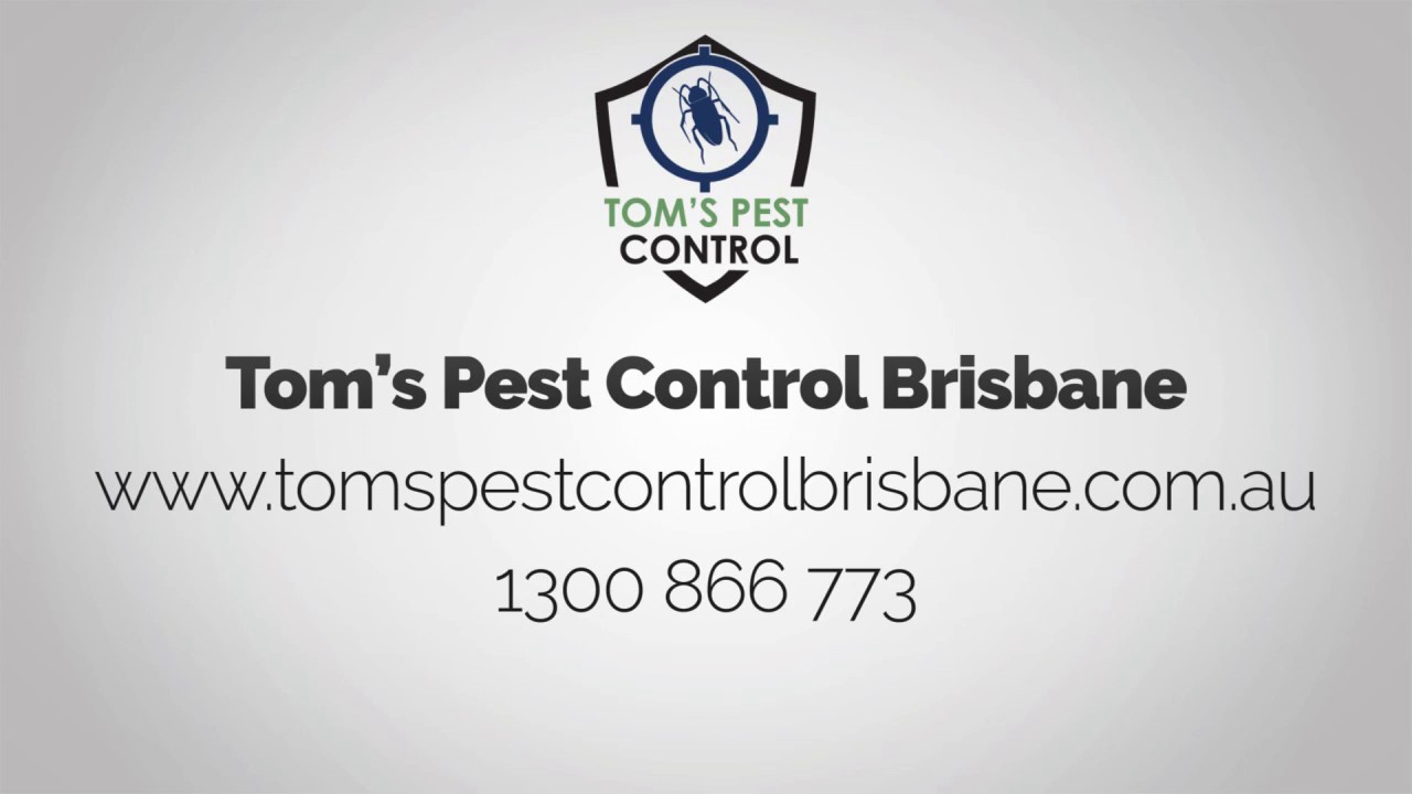 Tom's pest control Brisbane  - Bug Bite Commercial