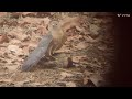 Fight for Life & Food - Brahmimy starling and  shikra fighting long time in Ranthambore