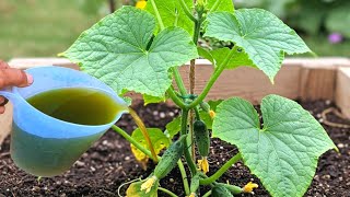 Secret of this fertilizer, Turns dead soil into super rich soil and makes plants grow super fast