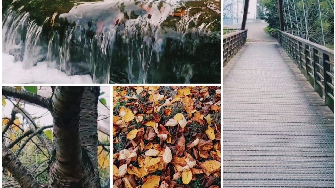 همس أوراق الخريف وخرير المياه | Whispers of Autumn Leaves & Flowing Water