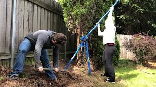 Arborvitae Removal  NW Quik Pull