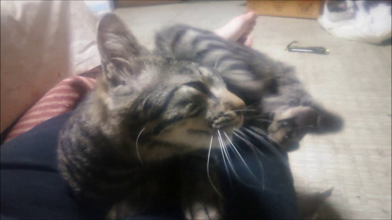 猫さん面白画像 137 一緒に寝ると暖かいにゃ 可愛い兄弟猫 Warm Brother Cat Is Cute When Sleeping Together Youtube