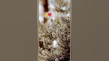 القرآن الكريم/ تلاوة خاشعة/ تلاوة / ترتيل / الصلاة / ذكر الله/ إن الصلاة تنهى عن الفحشاء والمنكر