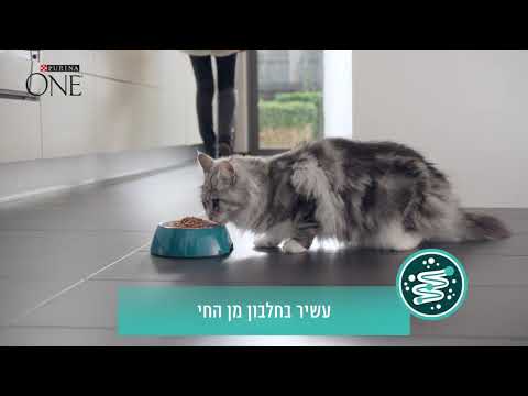 וִידֵאוֹ: בחר שקיות של Purina ONE מזון יבש לחתולים שנזכר עקב זיהום סלמונלה אפשרי