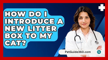 How Do I Introduce a New Litter Box to My Cat? - PetGuide360.com