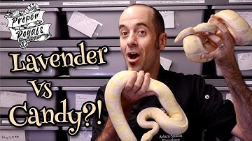 Candy vs Lavender - Adult Females & Breeding Plans!!