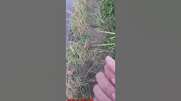 Cây Thuốc Nam || Cây Cỏ Mực || Trị Bệnh Suy Thận Hiệu Quả || @Phong Lê Thuốc Nam ||#Shorts