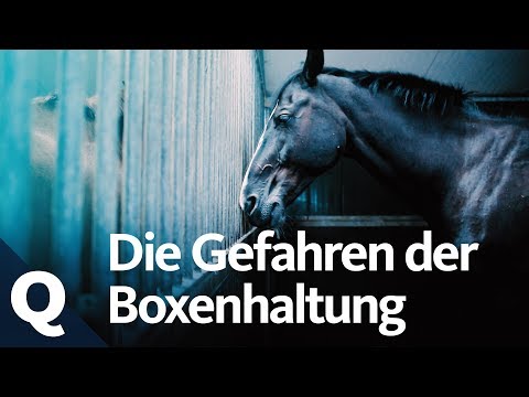 Video: Sind Boxen schlecht für Pferde?