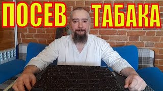 Посев семян табака на рассаду. Сразу в кассету.