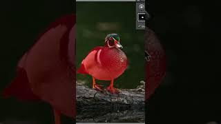 Quick Tip: Lightroom Classic Mask with AI Intersect