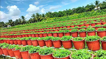 cập nhật tình hình phát triển của Cúc mâm xôi hàng 4 cơi (5/8al) hoa Tết 2024