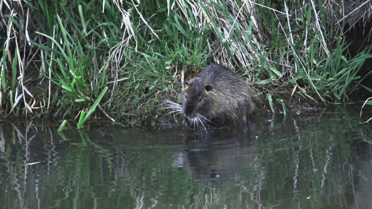 Bilder aus dem Drömling