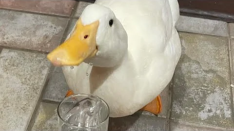 The Best of Sippy Sippy