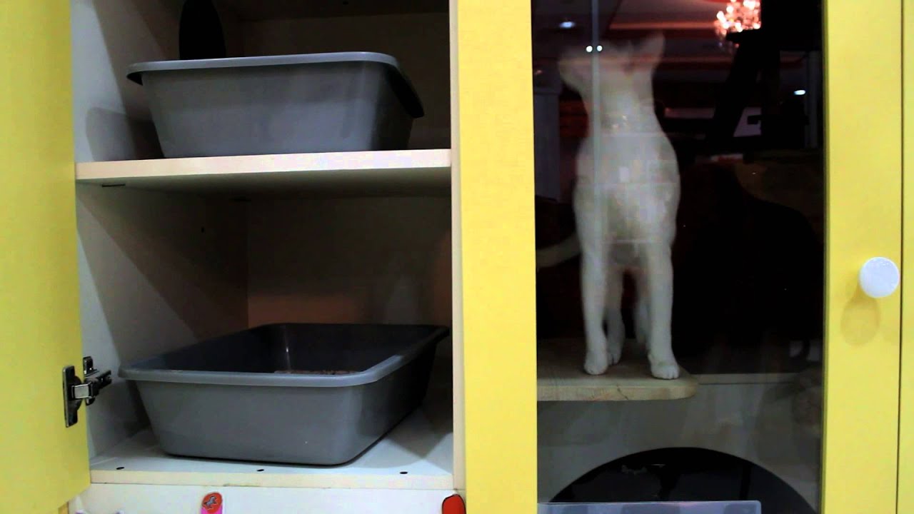 Pet hotel in Dubai offers fun getaway for animals YouTube