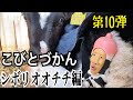 【こびとづかん 】シボリオオチチ見つけるまで帰れま10!!