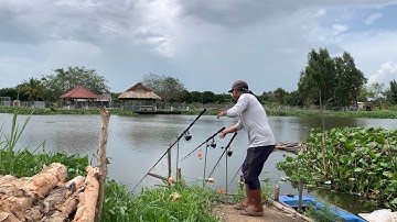 Câu Cá Tra Sông | Độc Lạ Luôn 1 Con Cá Mà Dính 3 Lần | Fishing Miền Tây