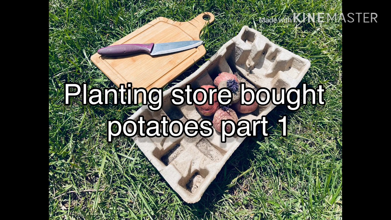 Planting store bought potatoes Part 1 YouTube