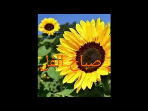 صباح الفل والورد والياسمين