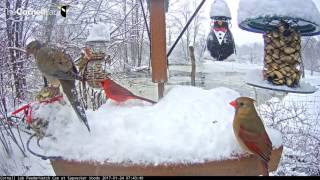 Winter Wonderland on the Cornell Lab FeederWatch Cam - Jan. 24, 2017