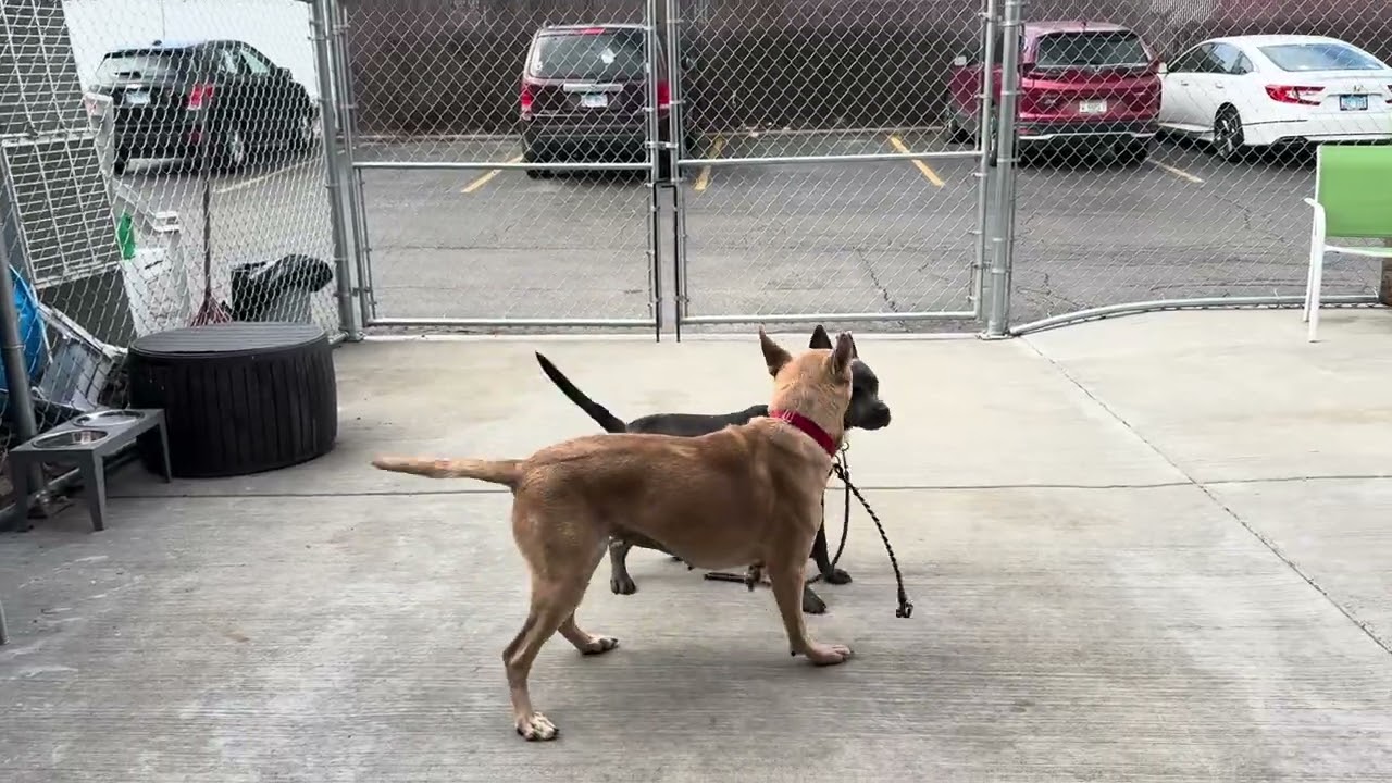 Aubreen learns how to dog