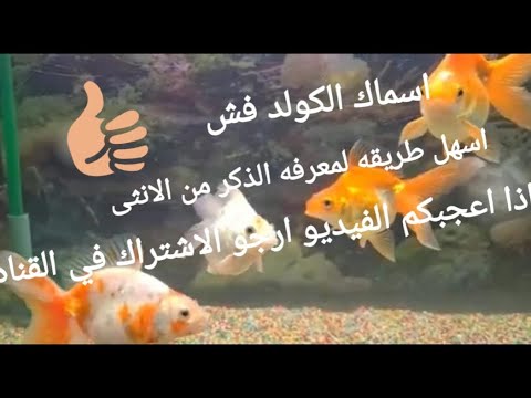 فيديو: كيفية تحديد جنس سمكة الجوبي