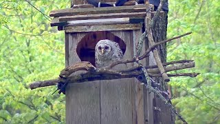 Barred Owl Chick Rises To Entrance After Female Leaves The Nest Box – April 30, 2024