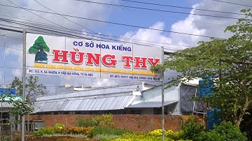 Cập Nhật Giá Cỏ Thảm Và Hoa Kiểng Sa Đéc Mới Nhất – Nhiều Loại Đẹp, Giá Bất Ngờ!