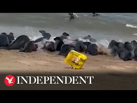 Terrified seals stampede away from plastic bag littered on beach