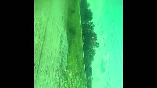 The Metra MD-N Train Ride from Deerfield to Northbrook (7/21/2026) (Camp Field Trip)