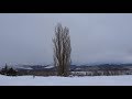 ケンとメリーの木　冬の美瑛・富良野の旅
