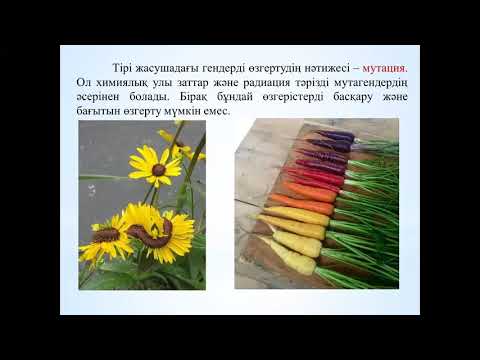 Бейне: Генетикалық түрлендірілген қозы кездейсоқ Францияда жеп қойды