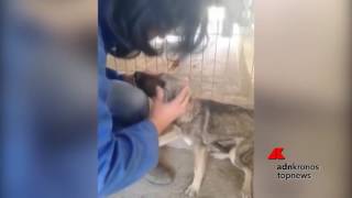 Prime carezze alla cagnolina maltrattata, ecco la sua reazione...