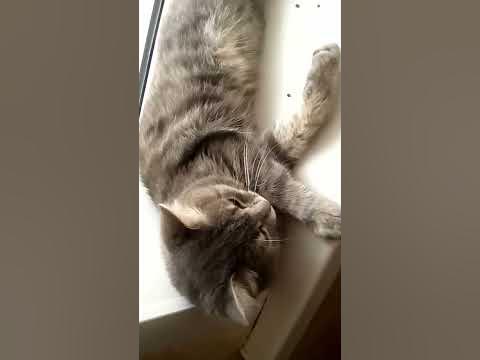 Мои питомцы - YouTube